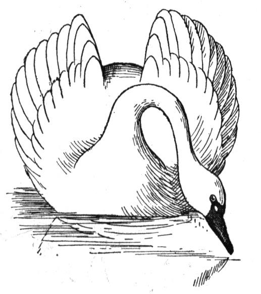 517x583 Free Swan Coloring Pages