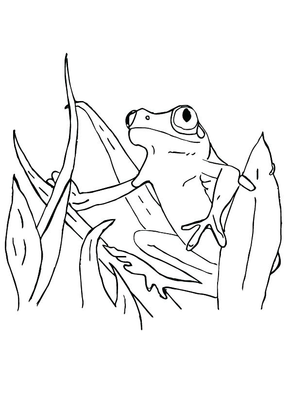 595x842 Sweet Frog Coloring Pages Tadpole Page Free Printable Google Full