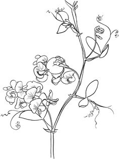 236x315 Image Result For Sweet Pea Embroidery Embroidery