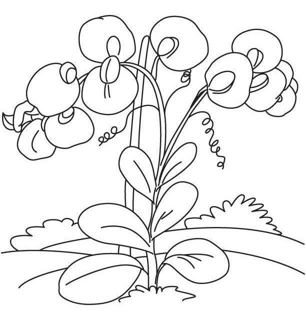 612x640 Coloring Pages Sweet Pea, Printable For Kids Amp Adults, Free