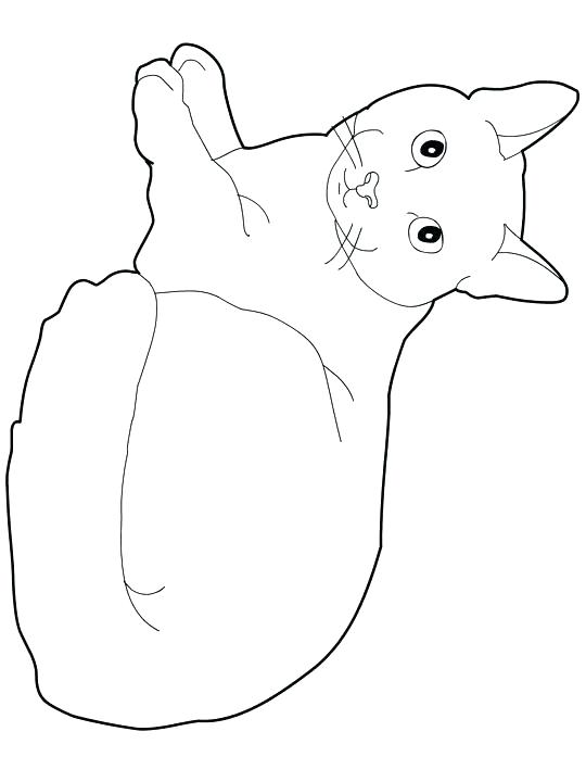 540x720 Realistic Cat Coloring Pages Elegant Realistic Cat Coloring Pages