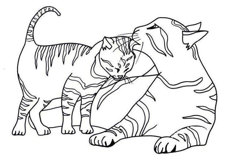 736x522 Tabby Cat Coloring Pages Cat Coloring Page Free Printable Coloring