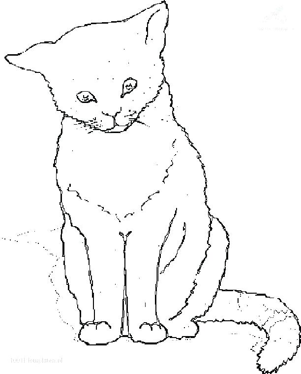 612x759 Tabby Cat Coloring Pages Realistic Cat Coloring Pages Wild Tabby