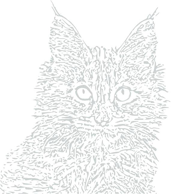 570x649 Tabby Cat Coloring Pages