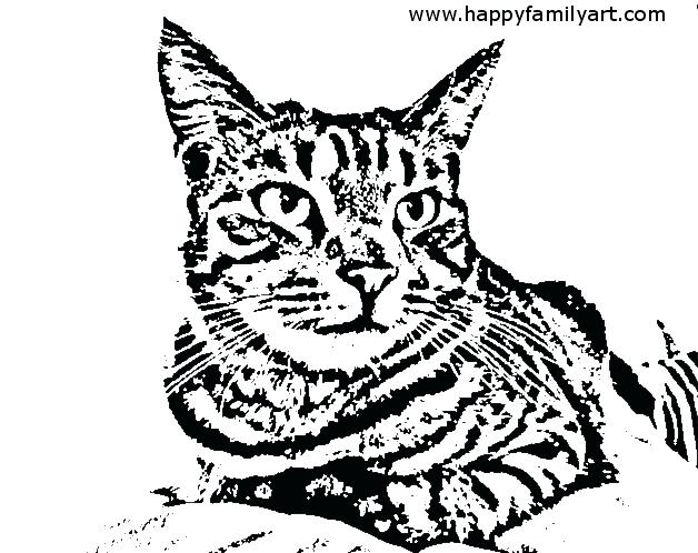 628x498 Tabby Cat Coloring Pages
