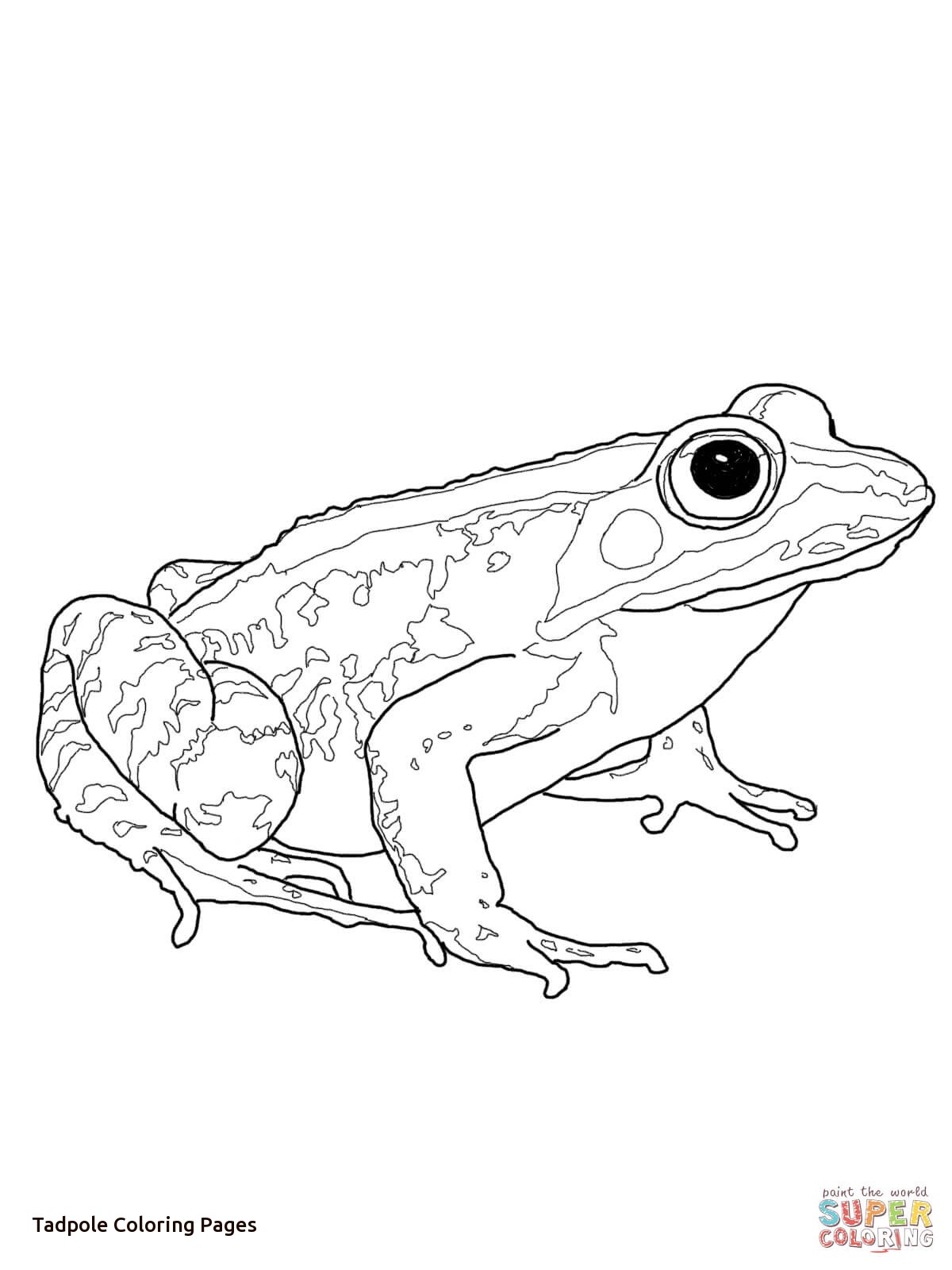1200x1600 Tadpole And Froglet Coloring Page Of Tadpole Coloring Pages