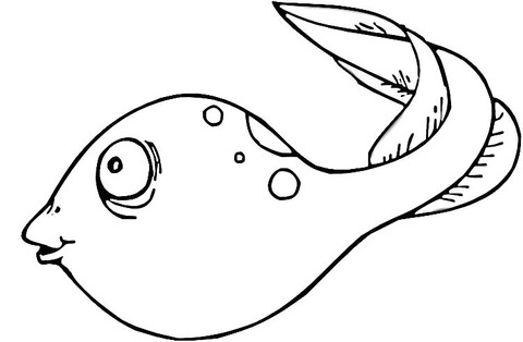 480x314 Tadpole Coloring Page