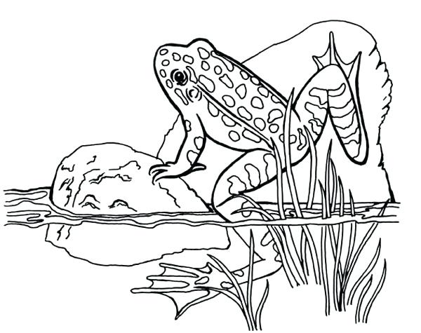600x475 Tadpole Coloring Page Animal Coloring Pages For Kids Tadpole Life