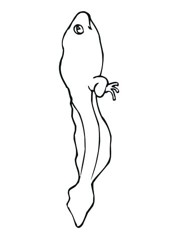 360x480 Tadpole Coloring Page Click To See Printable Version Of Tadpole