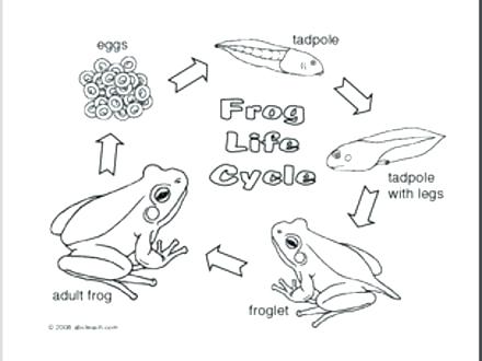440x330 Tadpole Coloring Page Frogs And Tadpoles Coloring Pages Google