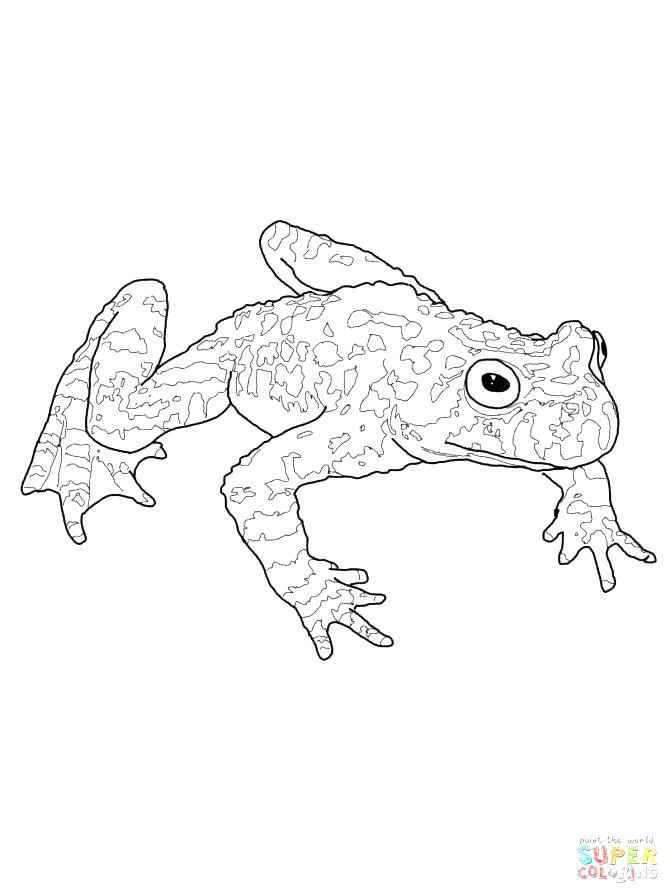 671x895 Tadpole Coloring Page Tadpole Coloring Page Tadpole Coloring Page
