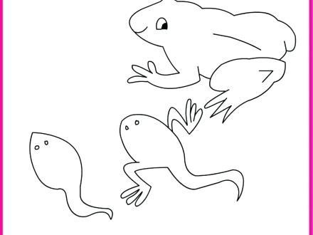 440x330 Tadpole Coloring Page Tadpole Coloring Page The Hippest Pics