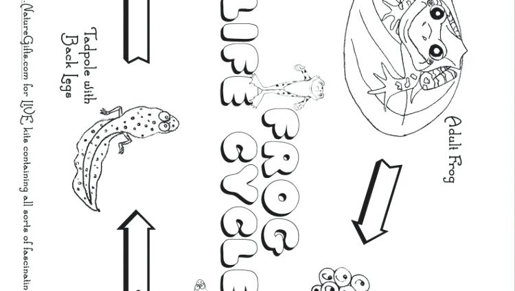 750x425 Tadpole Coloring Page X The Mysterious Tadpole Coloring Page