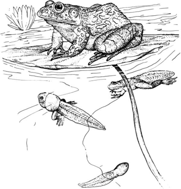 600x626 Tadpoles And Bullfrog Inn The Pond Coloring Pages Best Place