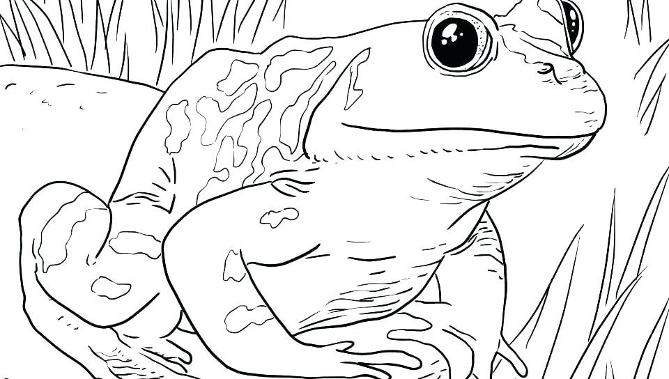 960x544 Toad Coloring Page Frog And Toad Coloring Pages Tadpole Coloring