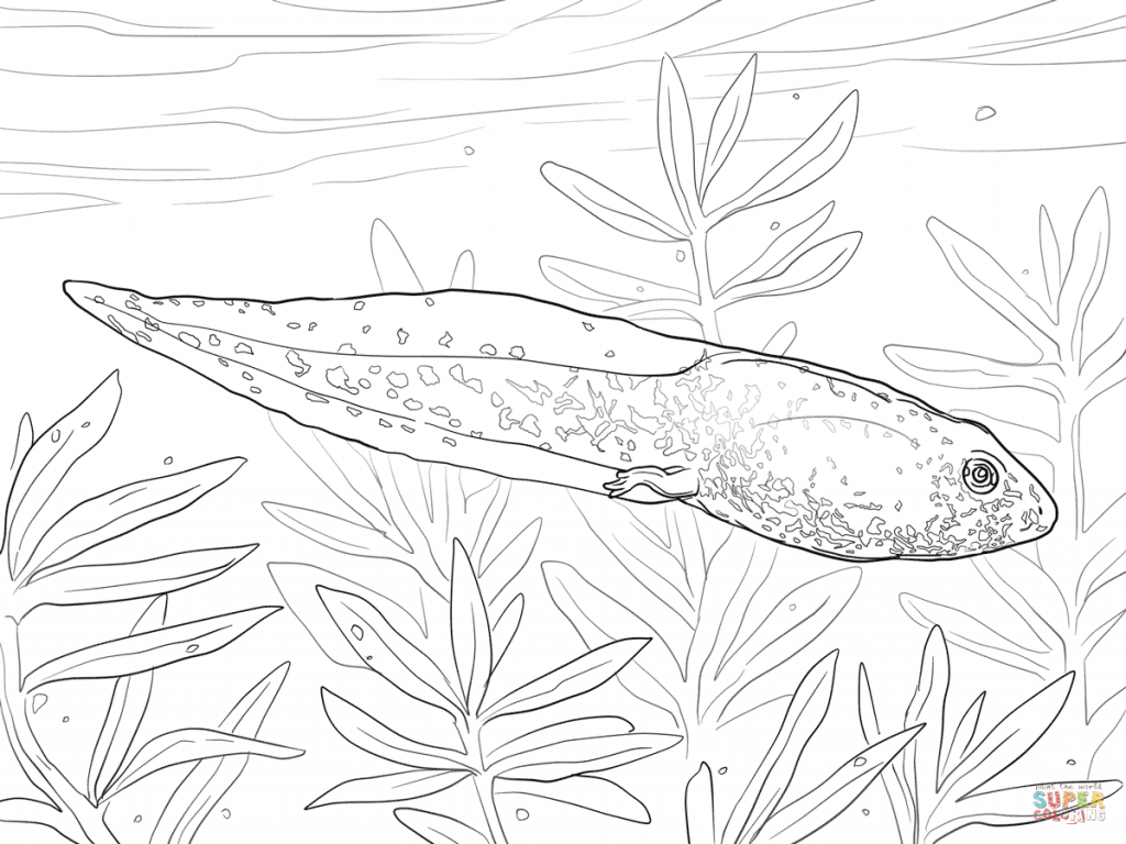1024x768 Greenfrog Tadpole For Coloring Page