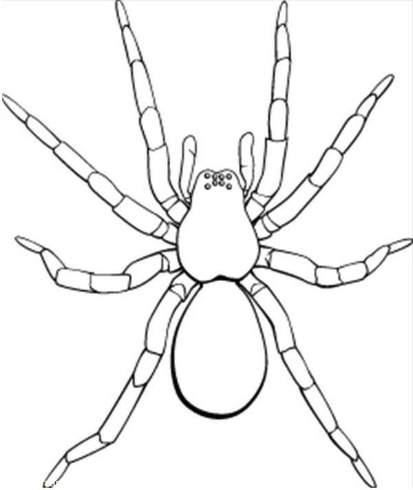 600x711 Picture Of Tarantula Coloring Page Picture Of Tarantula Coloring