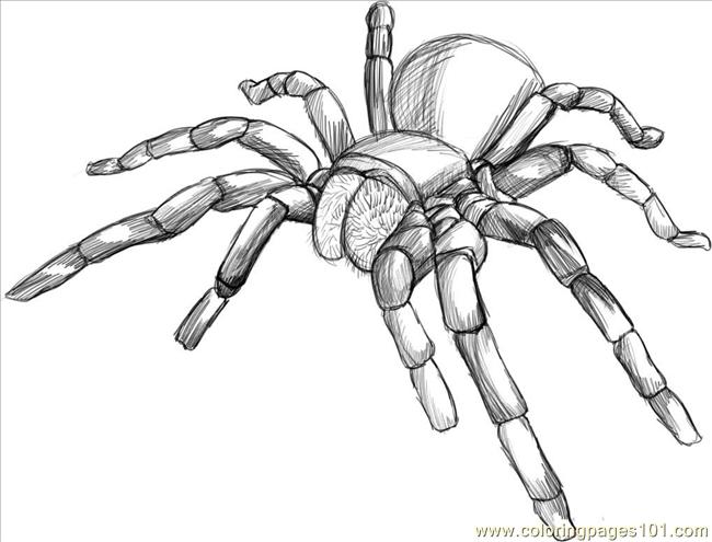 650x495 Raw A Tarantula Spider Step 5 Coloring Page