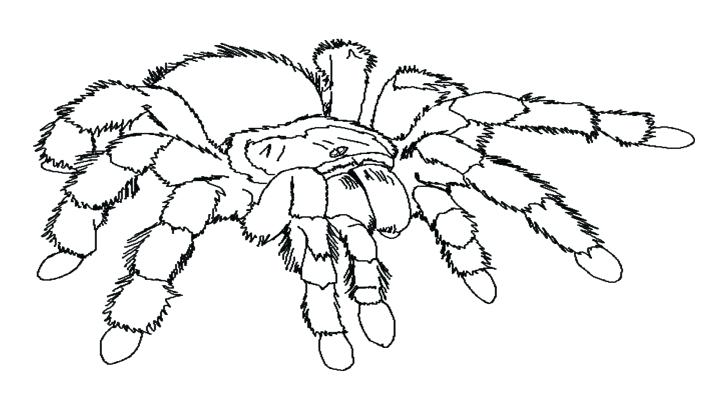 728x410 Spider Colouring In Tarantula Coloring Page Tarantula Coloring
