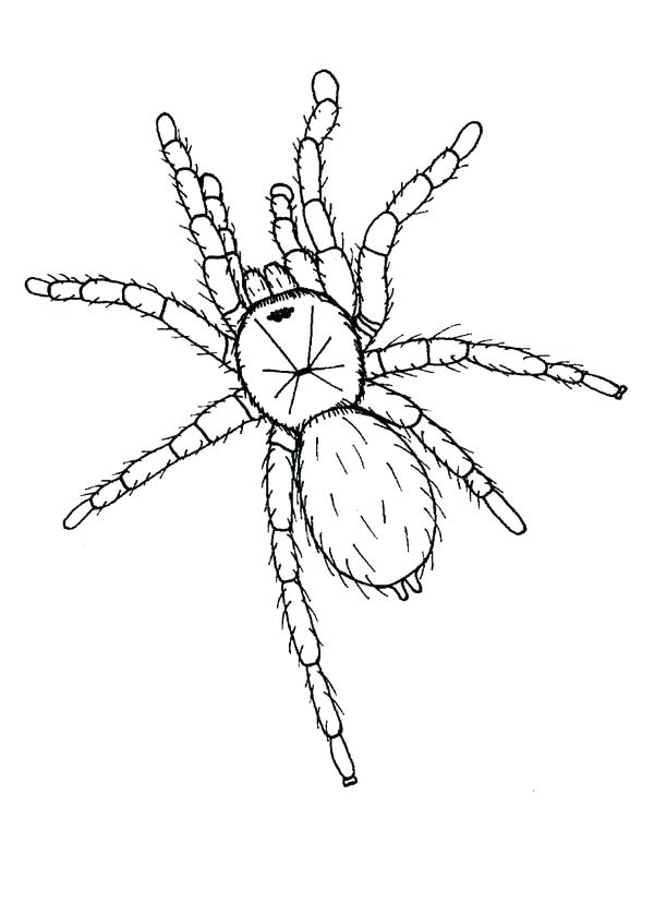 600x829 Tarantula Coloring Page Hideous Tarantula Coloring Page Tarantula