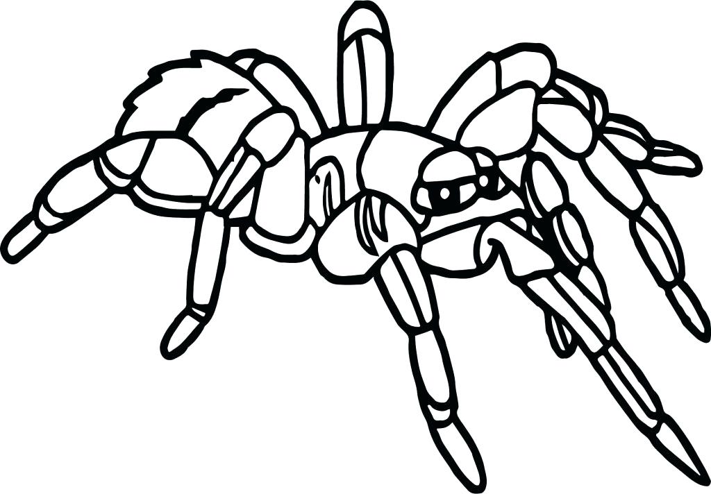 1024x712 Tarantula Coloring Page Tarantula Coloring Page Printable Pages