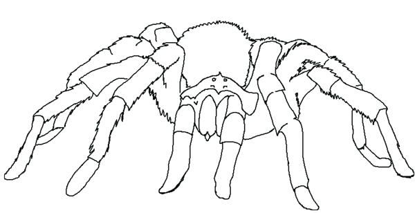 600x308 Tarantula Coloring Page Tarantula Spider Coloring Page Free