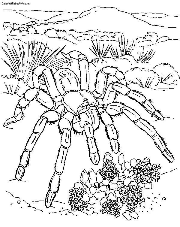 600x756 Tarantula Coloring Pages