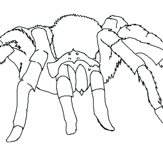 678x600 Coloring Tarantula Coloring Pages Page Images Free Printable