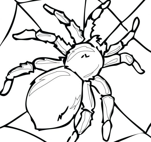 531x500 Coloring Page ~ Tarantula Coloring Page Drawing 4 Free Printable