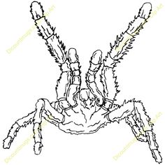 236x236 Hideous Tarantula Coloring Page Color Luna Tarantula