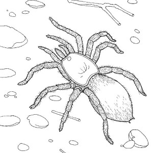 300x300 Picture Of Tarantula Coloring Page Color Luna