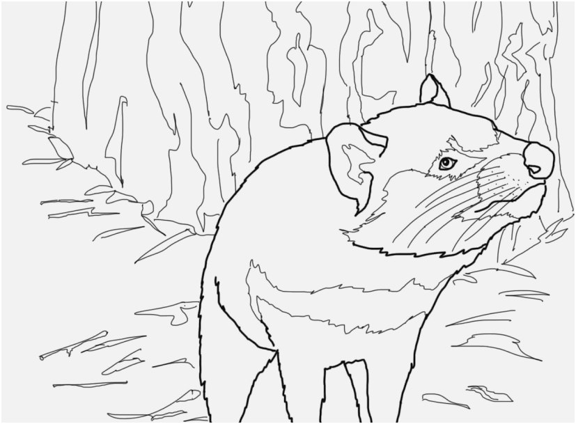 827x609 Australian Animals Coloring Pages Capture Australian Tasmanian