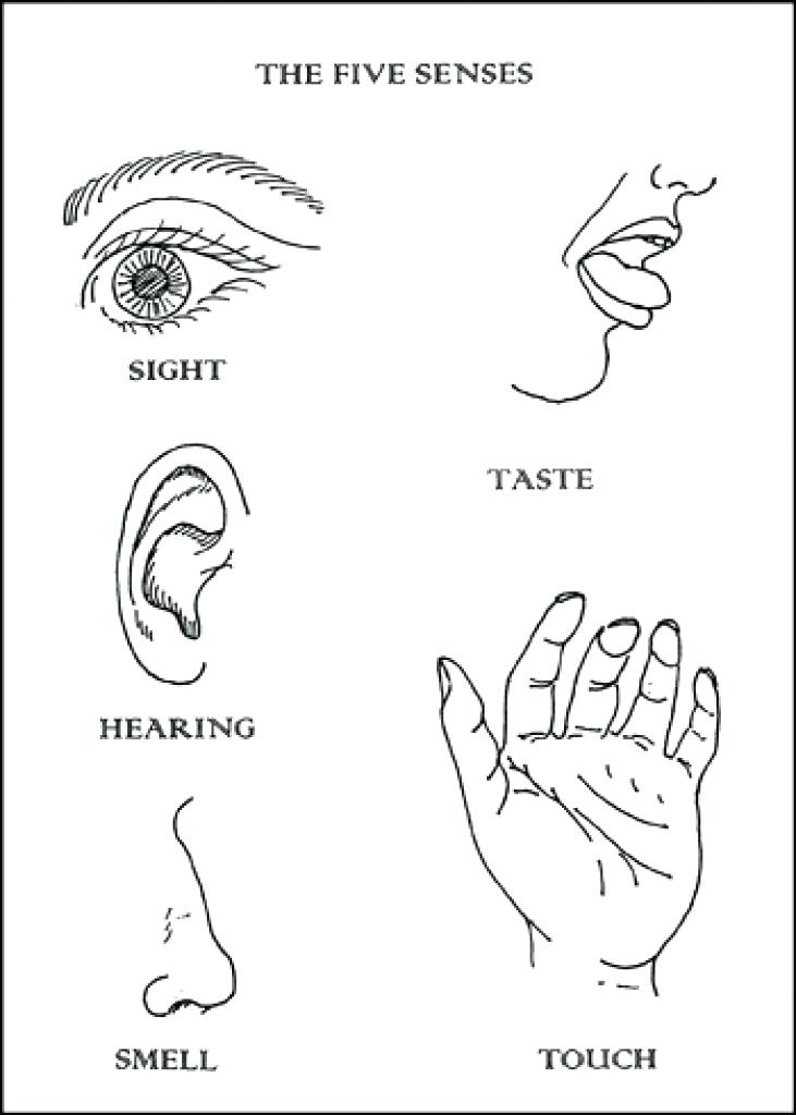 731x1024 Five Senses Coloring Sheets Unbelievable Glamorous 5 Senses