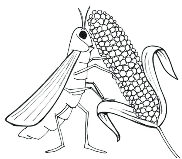 600x523 10 Plagues Coloring Sheet Locust Eat All Livestock In Plagues
