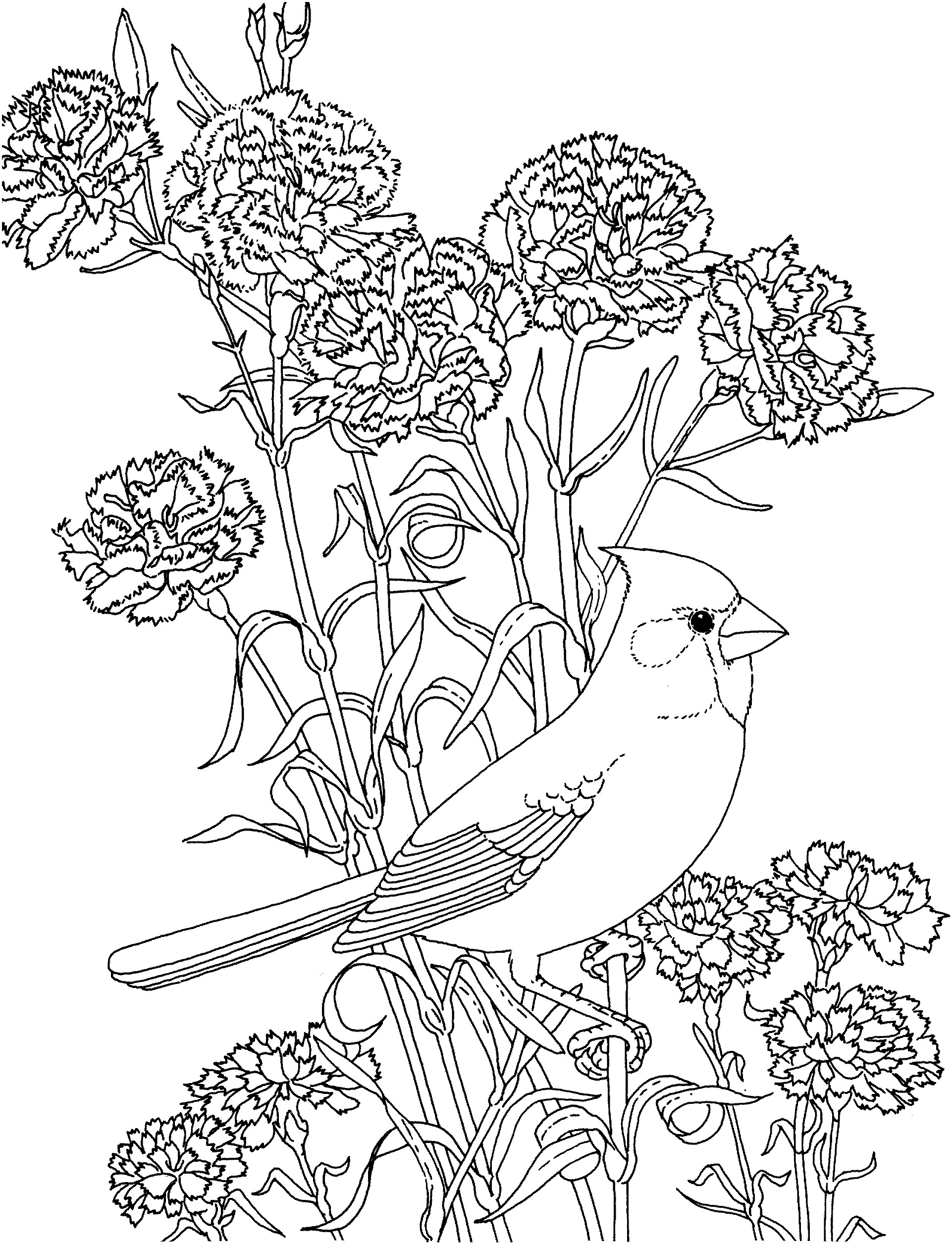 1922x2512 Northern Mockingbird Coloring Pages New Mockingbird And Iris