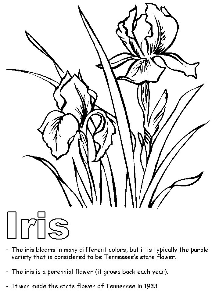 718x957 State Flower Clipart