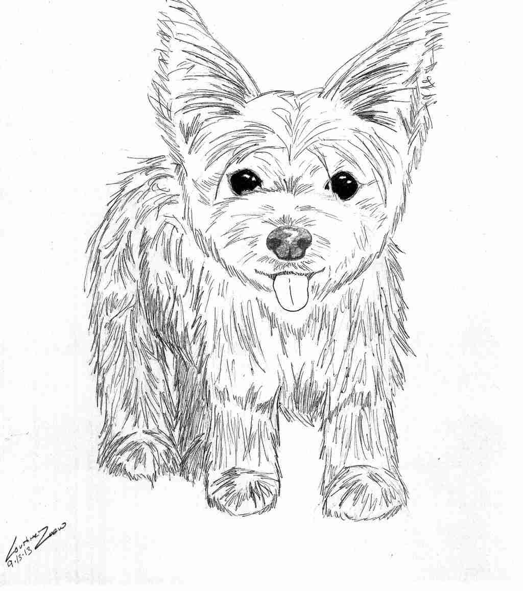 1024x1157 Yorkshire Terrier Coloring Pages Simple Yorkies 11