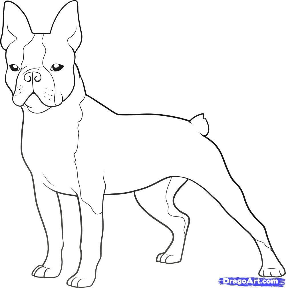 1002x1008 Boston Terrier Coloring Pages Printable 3 Page At Boston Terrier