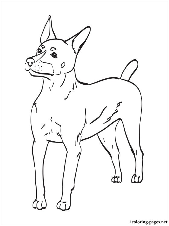 560x750 Chilean Fox Terrier Coloring Page Coloring Pages