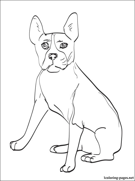 560x750 Homey Idea Boston Terrier Coloring Page Pages