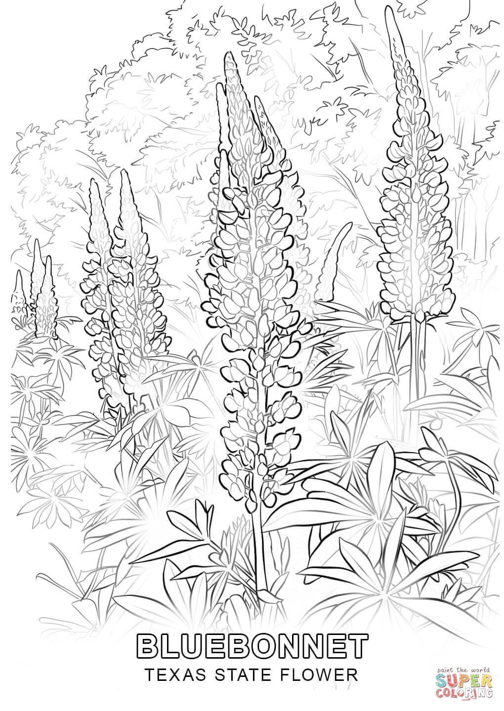 1020x1440 Profitable Texas Coloring Pages State Flower P