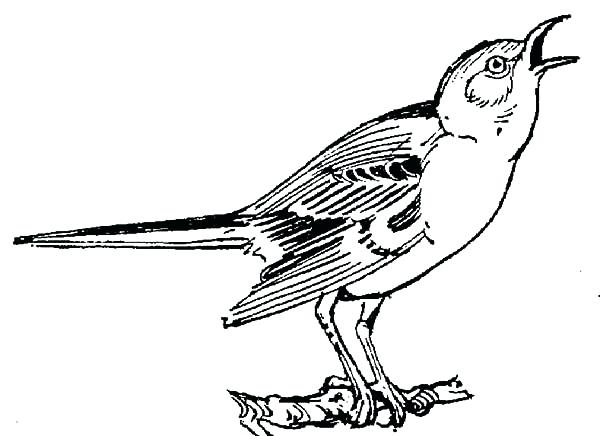 600x436 Texas Coloring Pages Mockingbird Coloring Page Singing Mockingbird