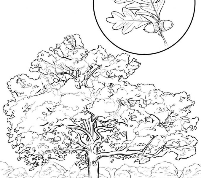 678x600 Texas State Symbols Coloring Pages Kids Coloring