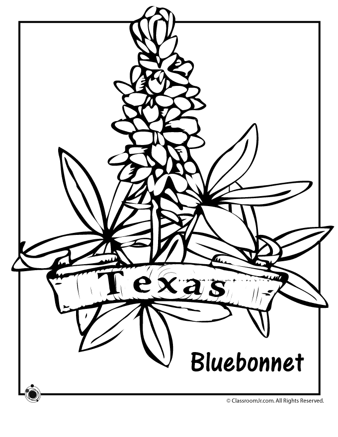680x880 Texas State Flower Coloring Page Texas, Flower And Texas History
