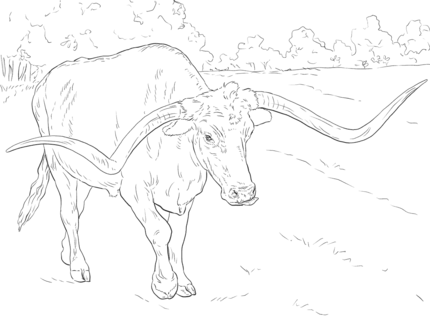 Texas Longhorns Coloring Pages