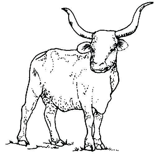 500x500 Texas Longhorns Coloring Pages Coloring Pages Flag Coloring Page