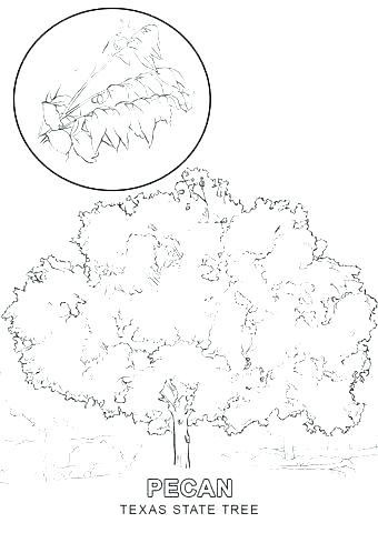 340x480 Us Symbols Coloring Pages State Symbols Coloring Pages Lovely