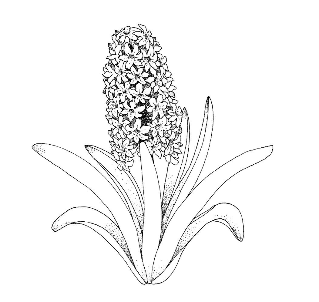 1052x996 Spring Flower Coloring