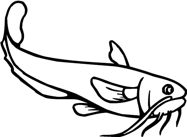 600x439 Thailand Catfish Coloring Pages Best Place To Color