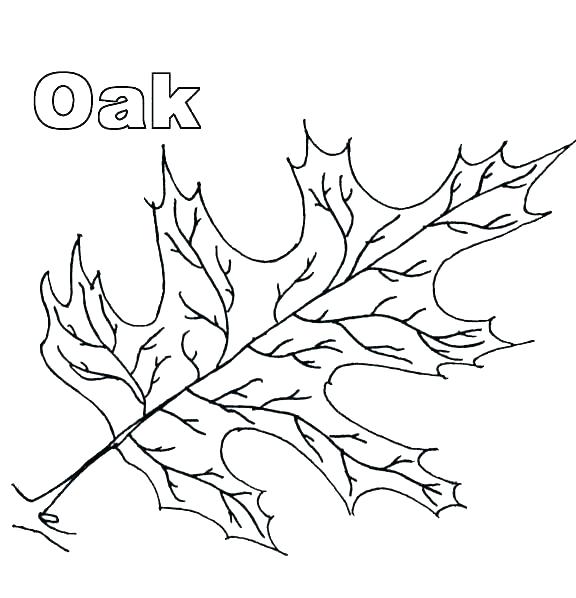 576x598 Leaf Coloring Pages Maple Page Thanksgiving Leaves Colorin